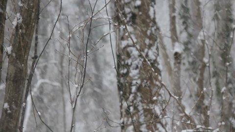 Winter deciduous forest on shore of the Black sea. European hornbeam (Carpinus betulus), hornbeam-wood, sleet (wet snowfall), snow smothered trails, snow never ceased falling, blizzard