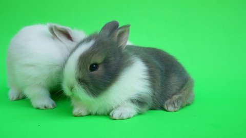Two baby cute rabbit or new born adorable bunny on green  background.Rabbit on green screen.