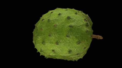 Realistic render of a rotating soursop (graviola) on transparent background (with alpha channel). The video is seamlessly looping, and the 3D object is scanned from a real soursop.


