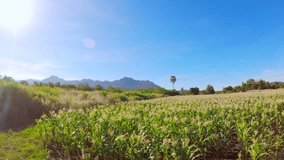Corn Fields In Klangdong District,Nakhon Ratchasima Province,Thailand
