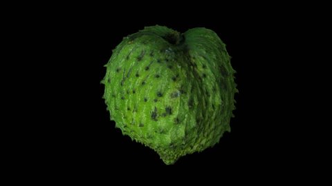Realistic render of a rotating soursop (graviola) on transparent background (with alpha channel). The video is seamlessly looping, and the 3D object is scanned from a real soursop.
