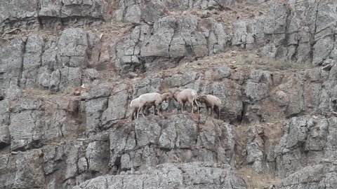 4 Bighorn sheep on the edge of a cliff hitting each other late in the rut season.