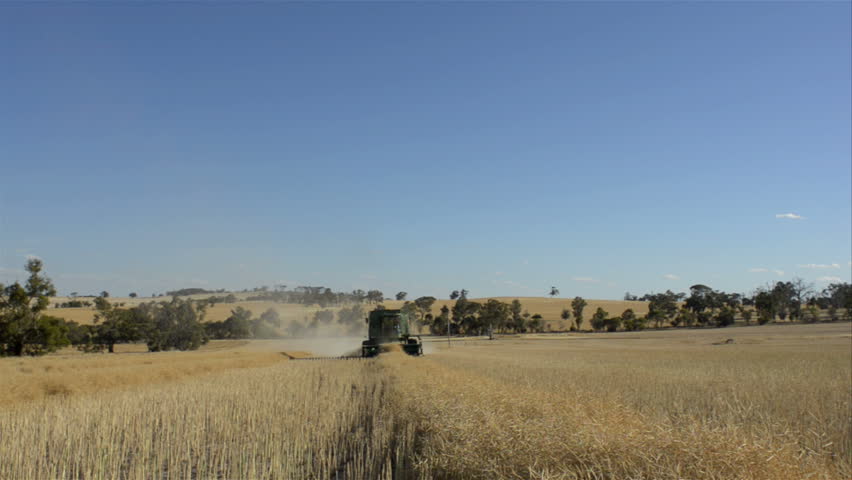 An Australian farmer harvesting a canola crop, that has been swathed into