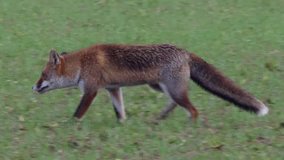 Strong red fox male (vulpes vulpes) hides rest of prey - wildlife - HD stock video
