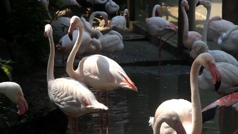 Pink flamingo birds