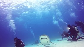 Big Bull Shark with divers underwater on sandy bottom of Tiger Beach Bahamas. Extreme scuba diving. Swimming with a predator Carcharhinus leucas in pure blue water of Atlantic Ocean. Unique video.