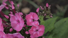 Beautiful Crimson Phlox Blooming in Springtime and Swinging on the Wind.