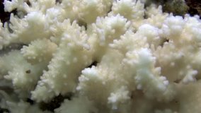 White corals underwater in ocean. Macro relax video. Reef on the Galapagos Islands.
