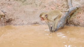 happy wildlife animal and nature concept footage - small monkey is playing water in small pond happily at nakhon sawan thailand