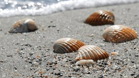 Beautiful relief seashells that wash the wave