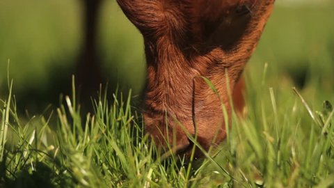 Cow eating Grass, Close Up, New Zealand, Brown Cow