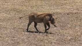 African warthog walking 