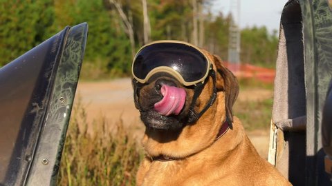 mastiff dog wearing goggles in motorcycle sidecar 4k