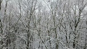 Aerial view of the snow-covered trees branches