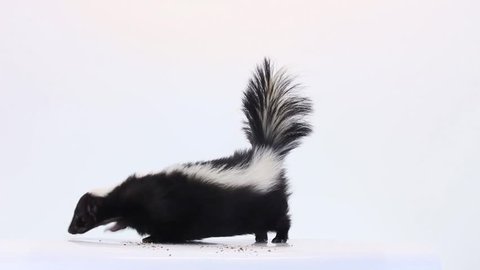 Skunk on white background