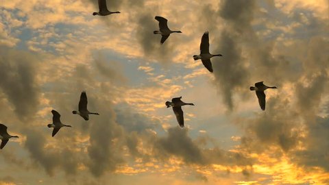 Flock of Canadian Geese flying, slow motion, in exceptionally dramatic sunrise sky.
