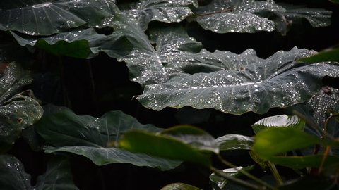 Rain falling on lotus leaf