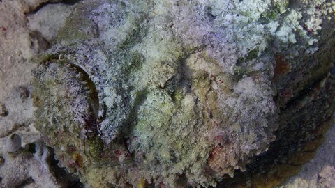 A well-camouflaged Reef stonefish Synanceia verrucosa sits on the seafloor, WAKATOBI, Indonesia,Slow smotion