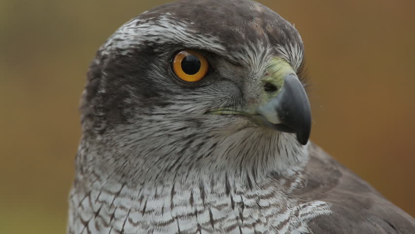 Northern Goshawk staring into camera