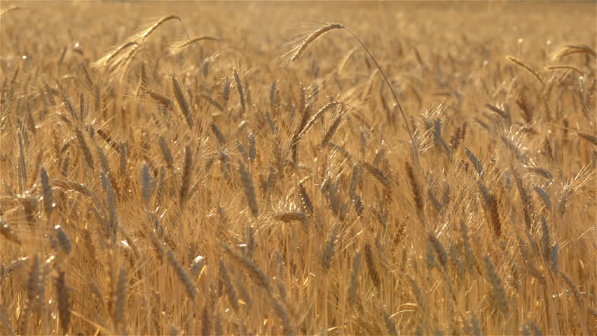 Heads of a wheat crop on an farm, backlit by the golden slight of the early