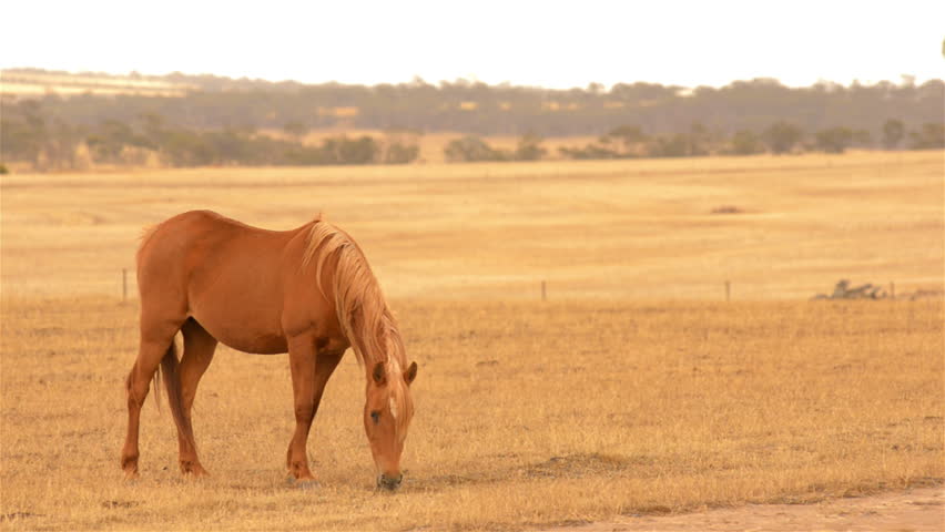 A horse grazing in yellow pasture, dry in the Australian summer, in the early