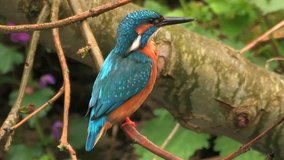 Kingfisher male (Alcedo atthis) is cleaning plumage in the rain - wildlife - HD stock video
