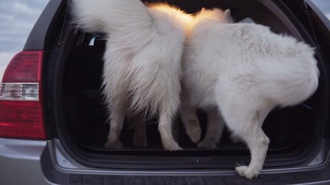 Two cute samoyed dogs are jumping in the car trunk. Slowmotion shot