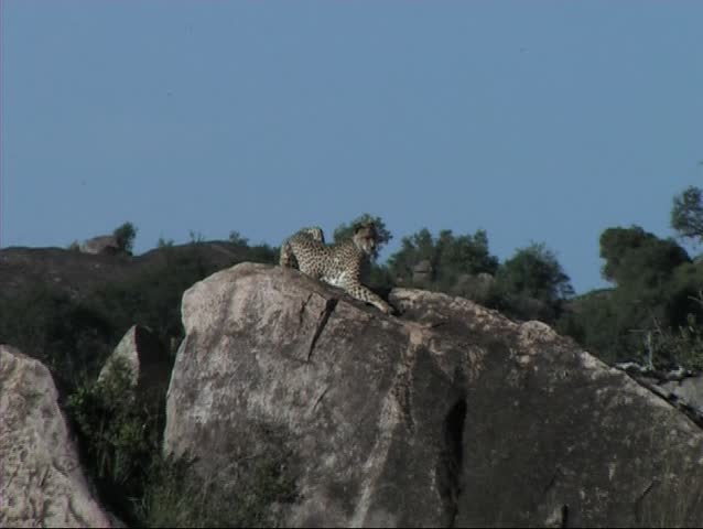 Cheetah resting on a kopje in the Serengeti