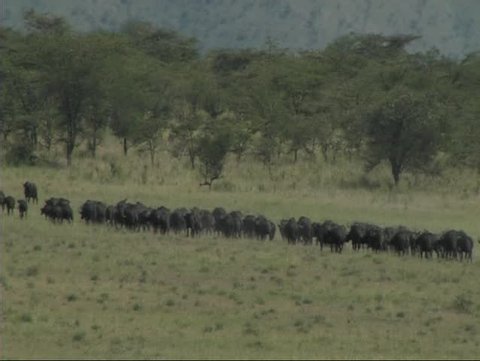 Herd of buffalo walking