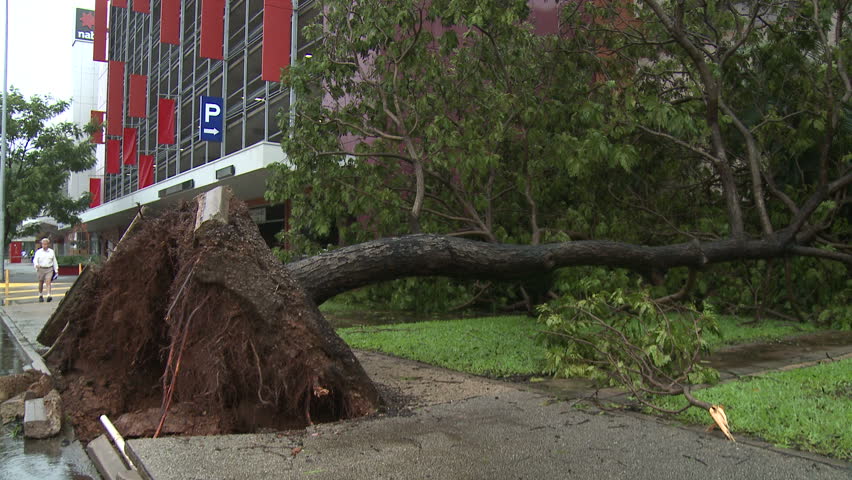 Fallen Tree In Aftermath Of Tropical Storm - Full HD 1920x1080 30p shot on Sony