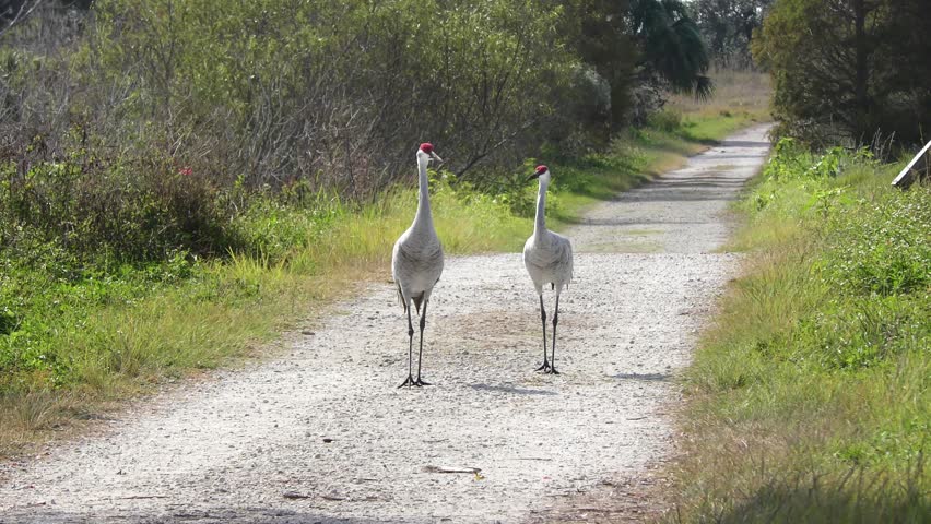 Sandhill Cranes walking on a rural road

