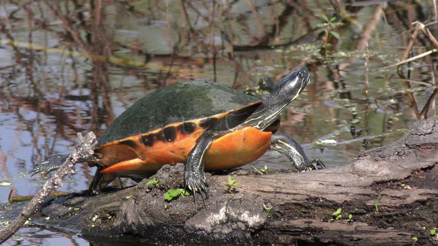 Red Bellied Turtle image - Free stock photo - Public Domain photo - CC0 ...