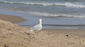 Big beautiful white seagull walks on the shore of a clear blue sea on the sand