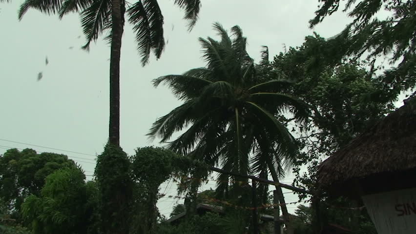 palm trees blow strong wind tropical Stock Footage Video (100% Royalty ...