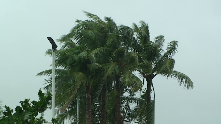 Palm Trees Blow in Strong Wind of Tropical Storm. 