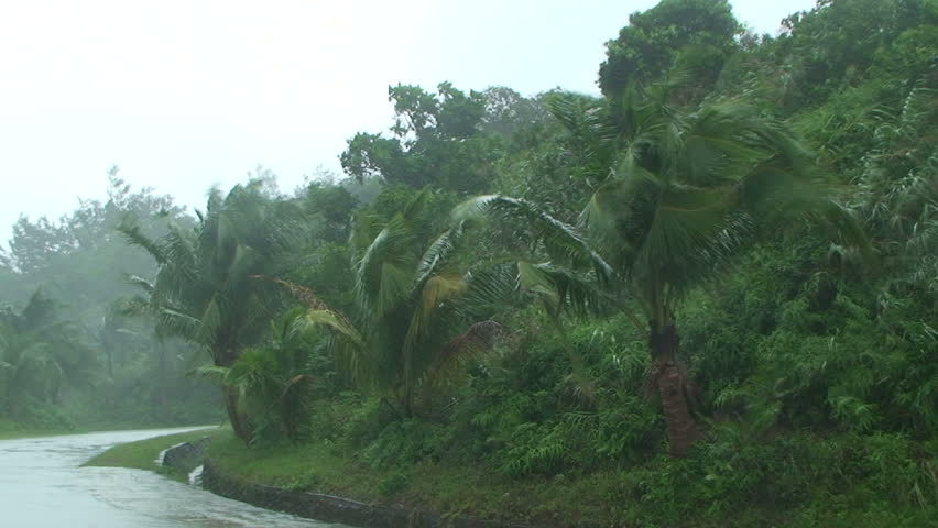 Palm Trees Blow in Strong Wind of Tropical Storm. 
