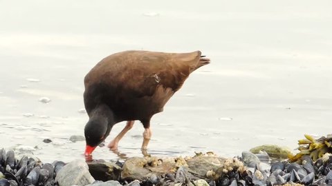 A feeding Black Oystercatcher in the glacial waters of Glacier Bay National Park, Alaska.