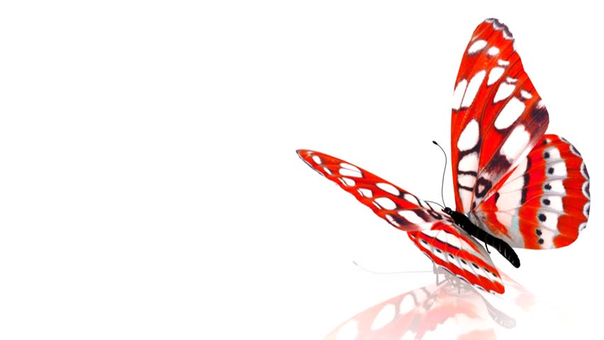 1080 hd animated butterfly alpha matte Stock Footage Video (100% ...