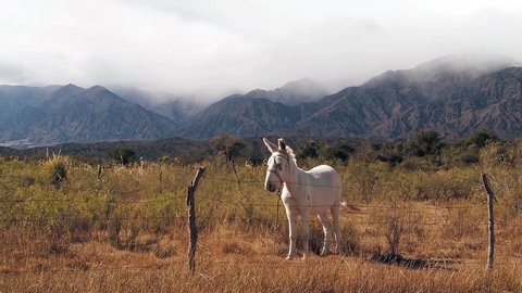 White Donkey behind a Wire Fence near the Andes Mountains, Salta province, Argentina.