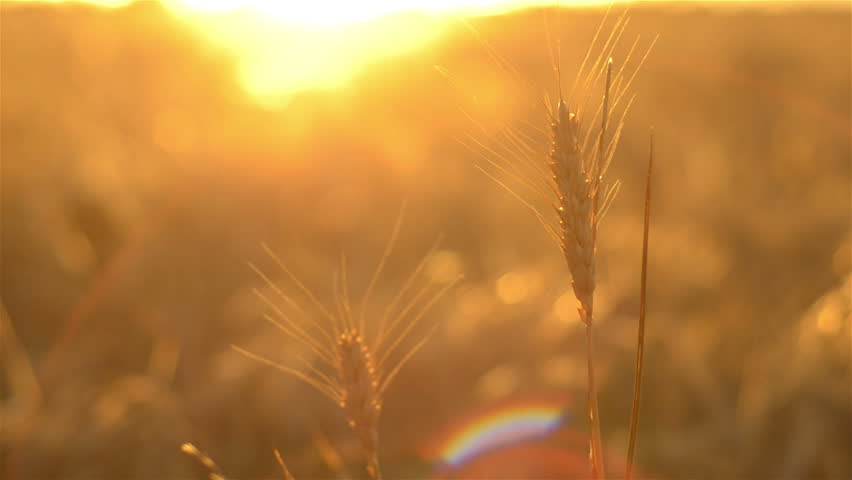 Head of wheat set against the sunset, the crop ready for harvest on an