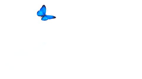 1080 Hd Animated Butterfly Alpha Matte Stock Footage Video (100% ...