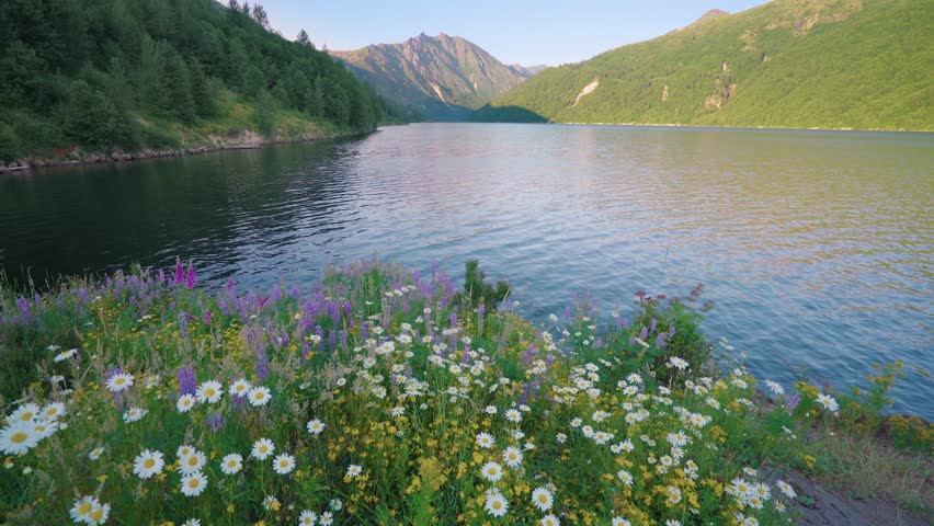 Colorful flowers: chamomile, lupine, foxglove on the shore of a blue lake. Birth of a Lake Trail. Mount St Helens National Park, South Cascades. Washington State, USA. 4K, 3840*2160, high bit rate,UHD