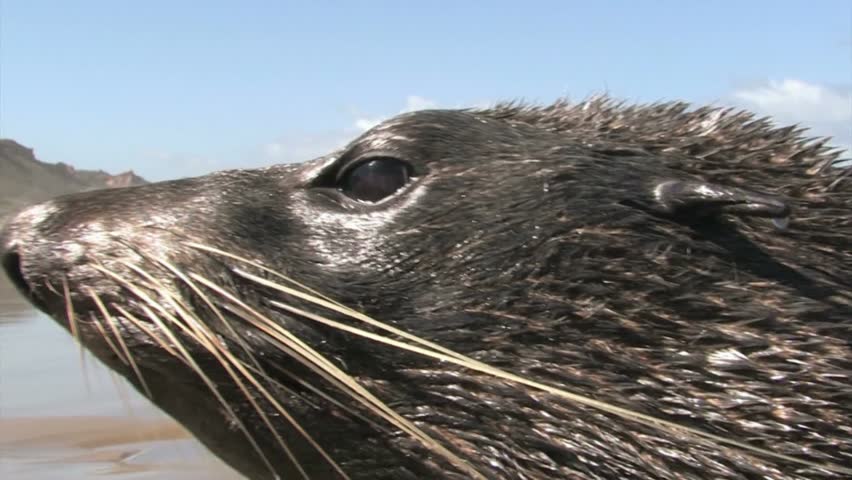 Far north, New Zealand. December 2012. Close up of seals head on 90 mile beach