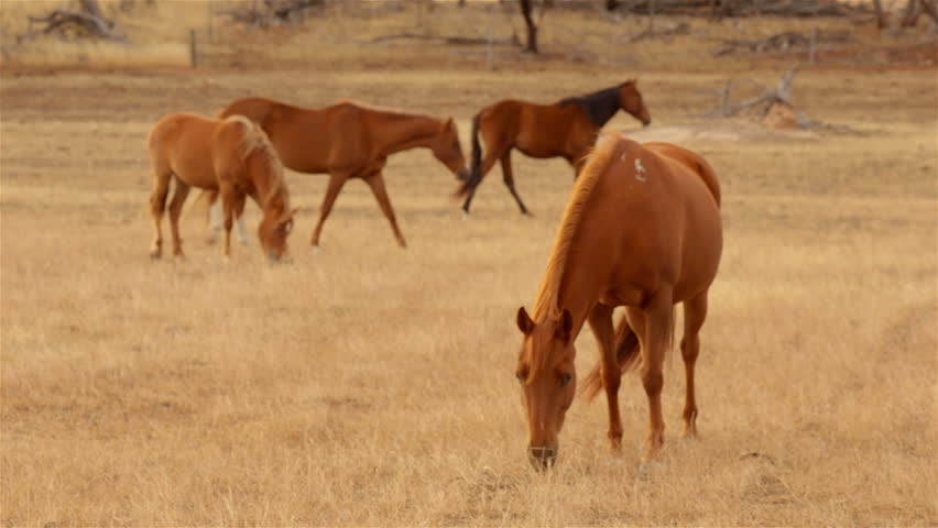 A group of horses grazing in yellow pasture, dry in the Australian summer, in