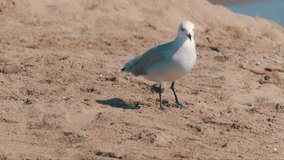Seagull walking on the sand by the sea shore with waves