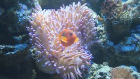 Nemo, clown fish in Sea anemone video