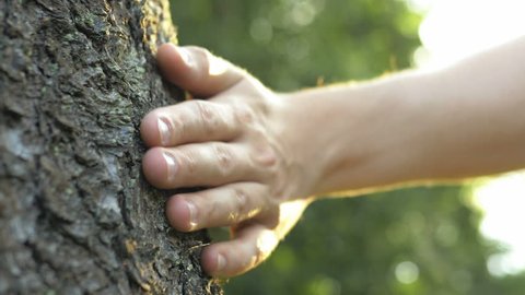 Close up of male hand gently touching a tree trunk at sunrise. Concept of nature and forest protection, environment and ecology care. Lens flare.