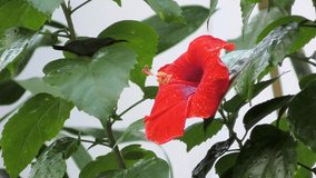 red hibiscus flower blossom and a bird
