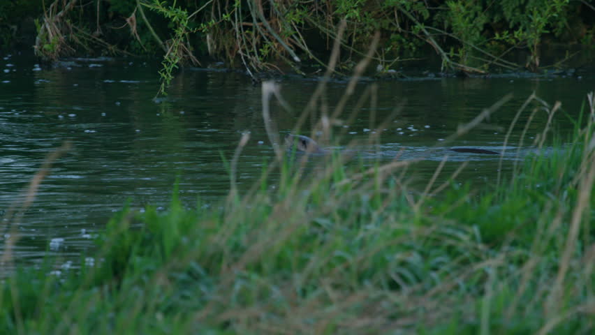 River Otter Fishing in a English River (Eurasian)
