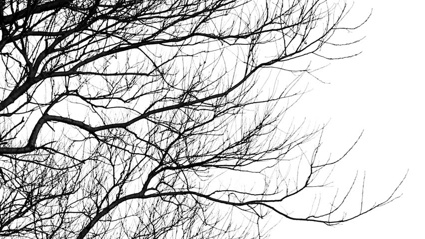 Tree Branches Silhouette Stock Footage Video 100 Royalty Free Shutterstock